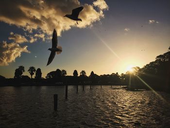 Silhouette birds flying over trees against sky during sunset