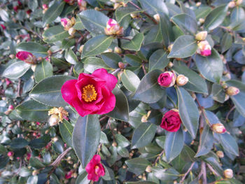 Close-up of red flowers blooming outdoors