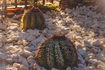 High angle view of succulent plant on stones