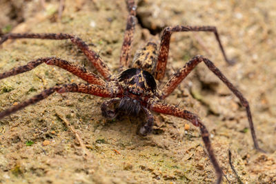 Close-up of spider