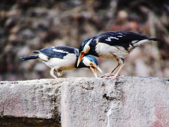 Close-up of bird perching outdoors