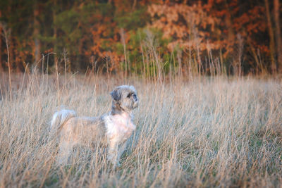 Dog on field