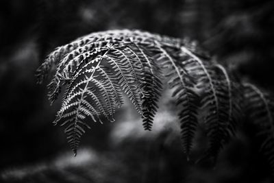 Close-up of fern leaves