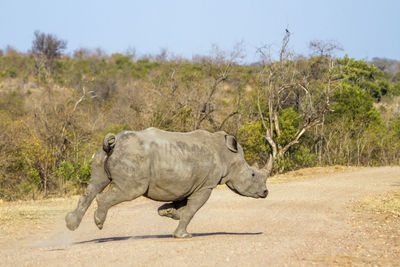 Side view of elephant walking on land