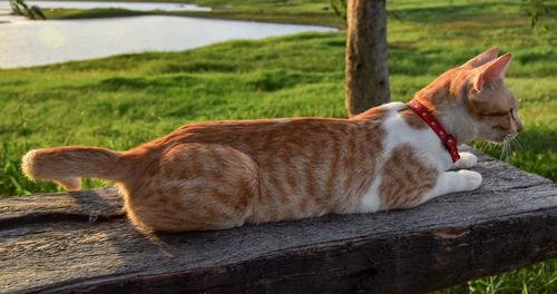 Cat lying on wood