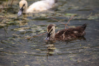 View of a duck in a lake