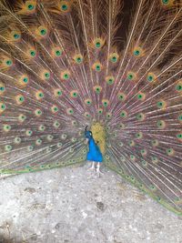 Close up of peacock