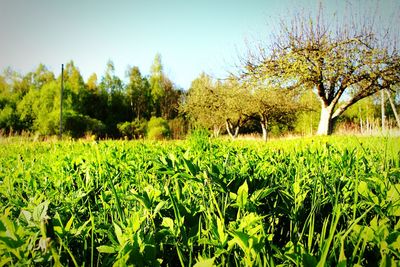 Scenic view of field against clear sky