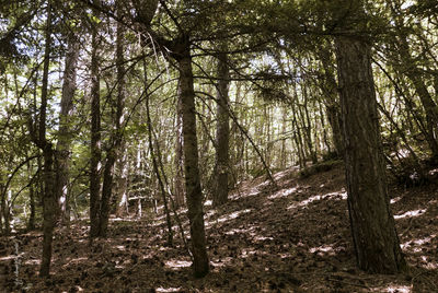 Trees in forest