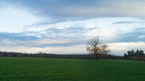 Scenic view of landscape against sky