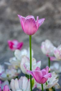 Close-up of pink crocus flowers