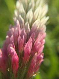 Close-up of pink flowers