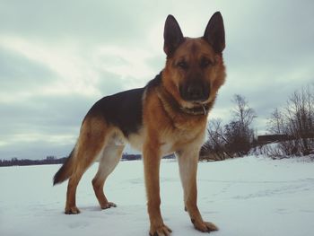 Portrait of dog standing on snow covered land