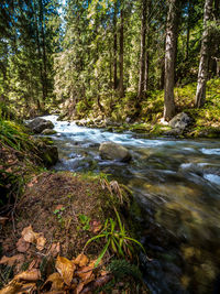 Stream flowing amidst trees in forest