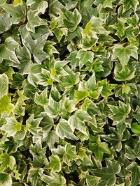 Full frame shot of leaves