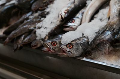 Close-up of fishes in fish market