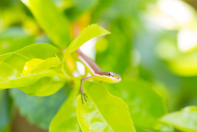 Close-up of insect on plant