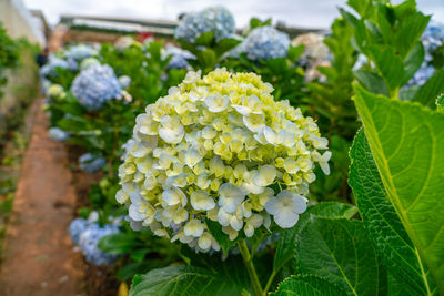 Close-up of white hydrangeas