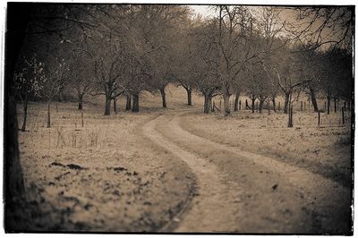 Trees in the dark