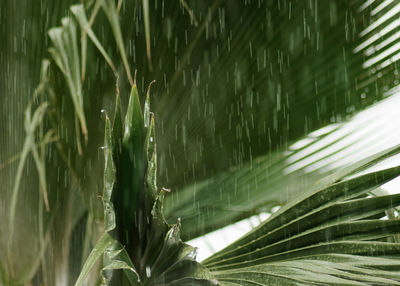 Close-up of wet plants