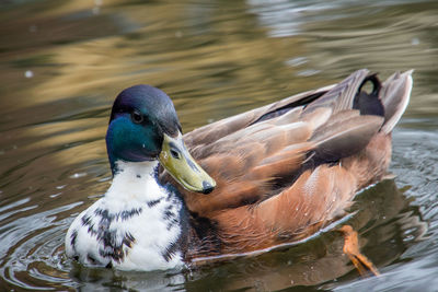 Close-up of a duck in lake