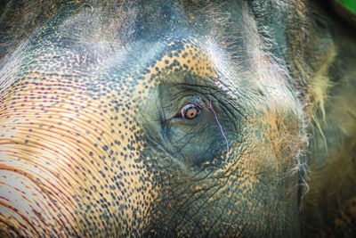 Close-up portrait of elephant