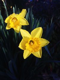 Close-up of yellow daffodil blooming outdoors