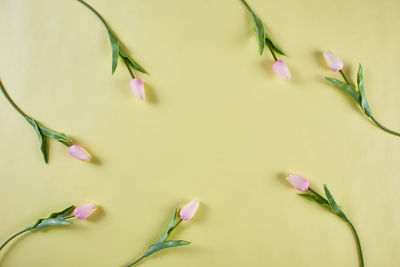 Close-up of pink flower over white background