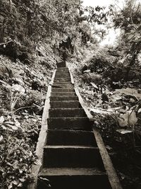 Footpath amidst trees in forest