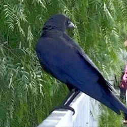 Close-up of birds on tree