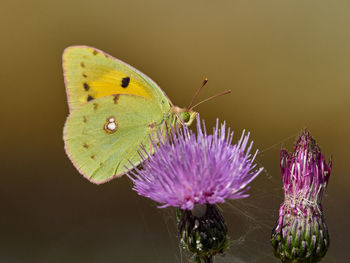 Clouded yellow butterfly, colias crocea, on a thistle flower, near onteniente, spain.