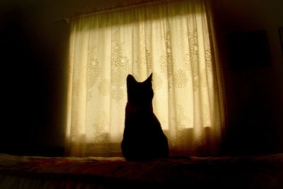 Silhouette cat sitting against window at home