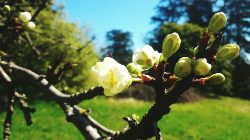 Close-up of fresh flowers on tree