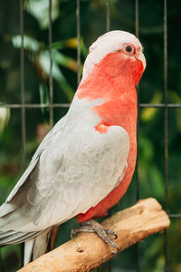 Close-up of parrot perching on wood