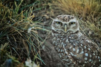 Close-up portrait of owl