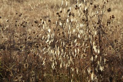 Close-up of plants on field