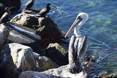 Bird perching on rock by lake