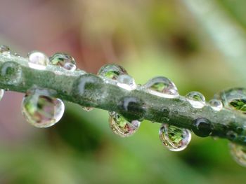 Close-up of raindrops on leaf