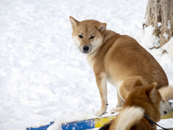 Close-up of dog standing on snow covered field