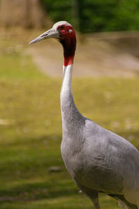 Close-up of a bird on field