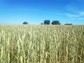 View of stalks in field against blue sky