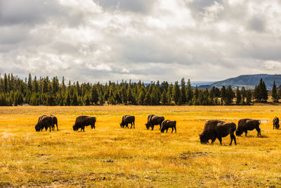 Bisons grazing on field against sky