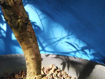 Low angle view of bare trees against blue sky