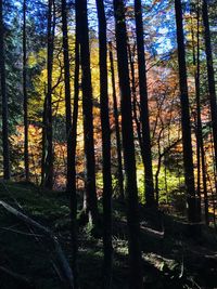 Trees in forest