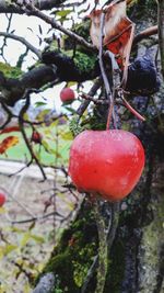 Close-up of red fruit on tree