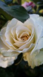 Close-up of rose