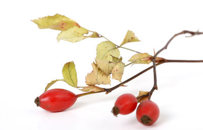 Close-up of fruits over white background