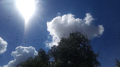 Low angle view of birds flying in sky