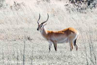 Deer standing on field