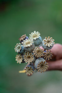 Close-up of hand holding flowers